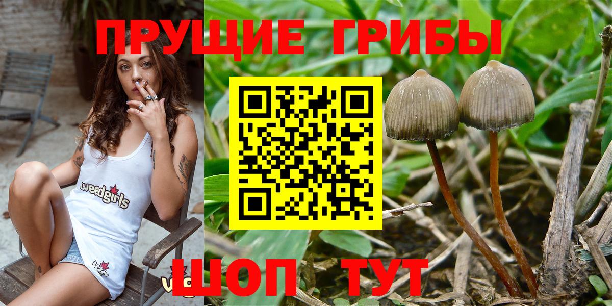 Псилоцибиновые грибы Psilocybine cubensis Усть-Илимск